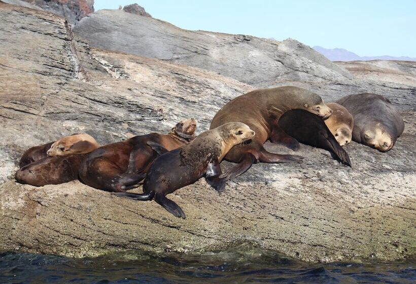 Otel Loreto Bay Golf Resort & Spa At Baja