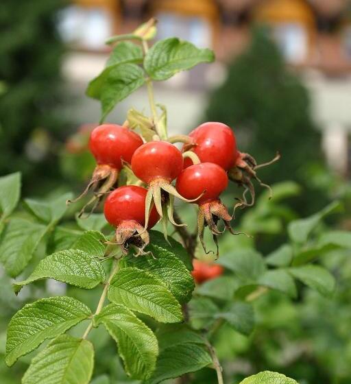 Landhotel Reckenberg