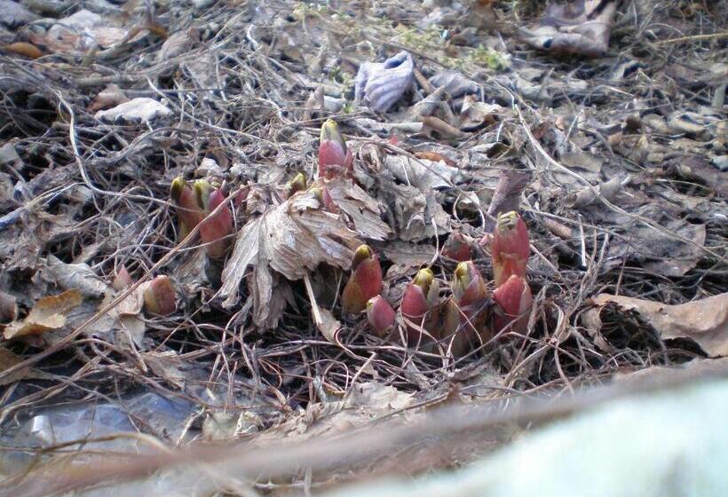 בית מלון כפרי Pension Formen