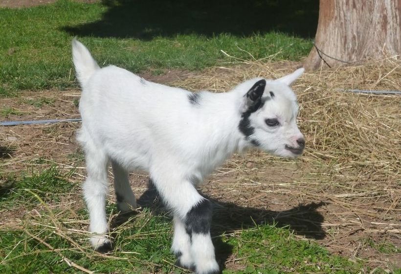 Agriturismo Borgo Laurice