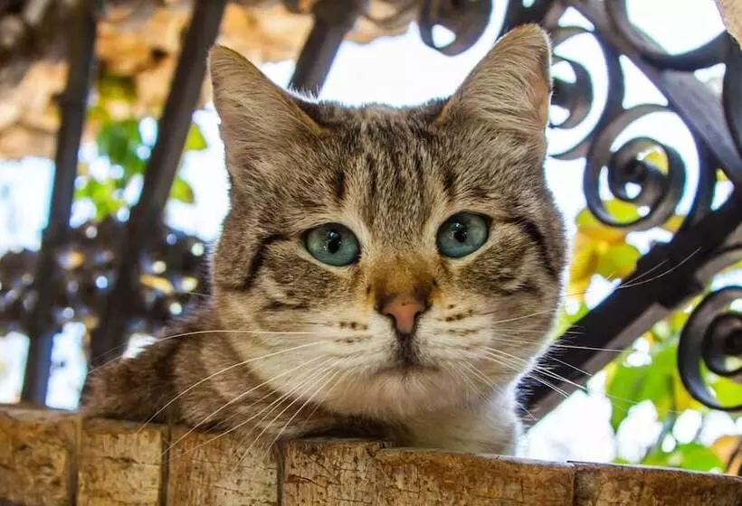 Aamiaismajoitus (B&B) Casa Go'el