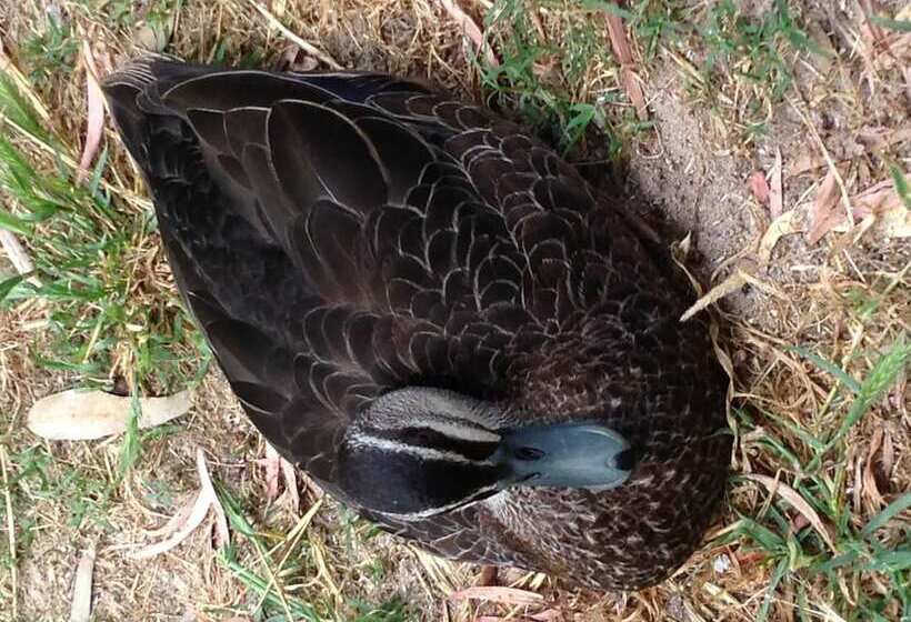 ホテル Sandy Bay Holiday Park