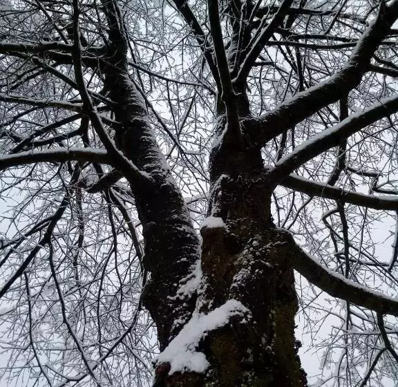 Aamiaismajoitus (B&B) Il Ciliegio Di Lurisia