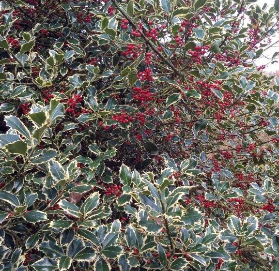 مبيت وإفطار Il Ciliegio Di Lurisia