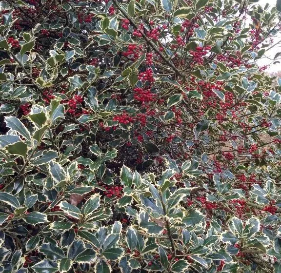 Aamiaismajoitus (B&B) Il Ciliegio Di Lurisia