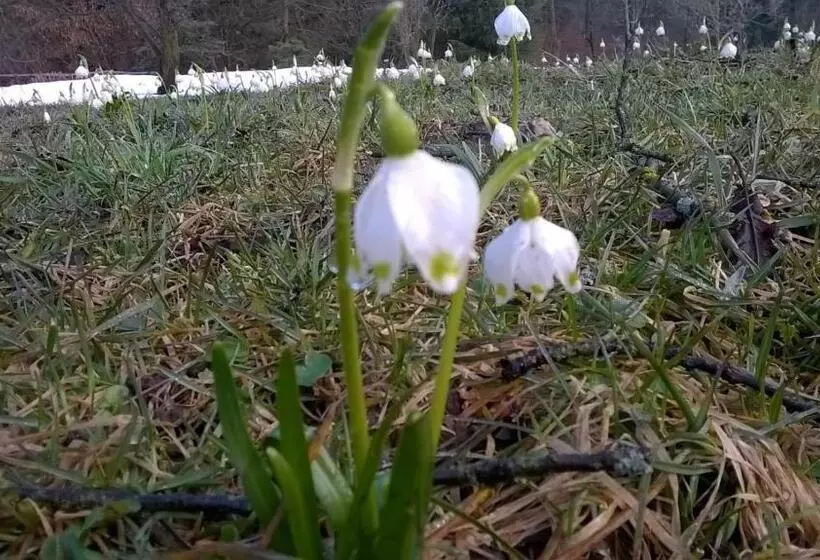 Aamiaismajoitus (B&B) Il Ciliegio Di Lurisia