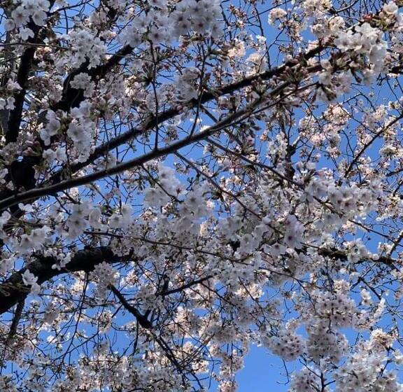 مبيت وإفطار Il Ciliegio Di Lurisia