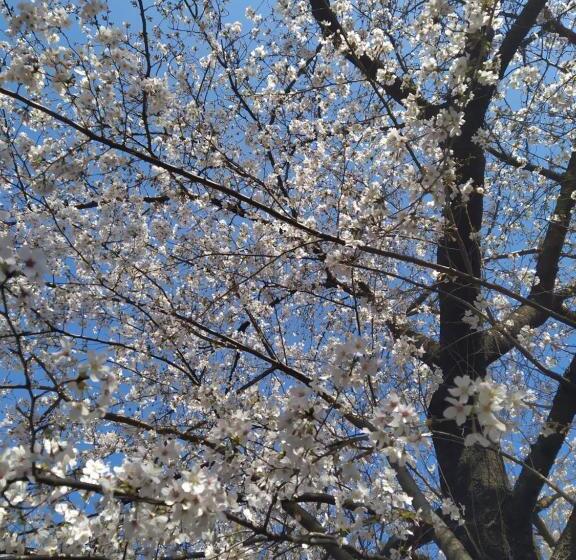 مبيت وإفطار Il Ciliegio Di Lurisia