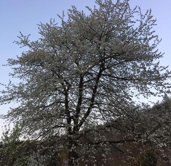 مبيت وإفطار Il Ciliegio Di Lurisia