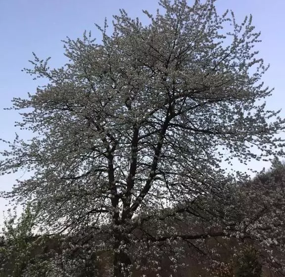 Aamiaismajoitus (B&B) Il Ciliegio Di Lurisia