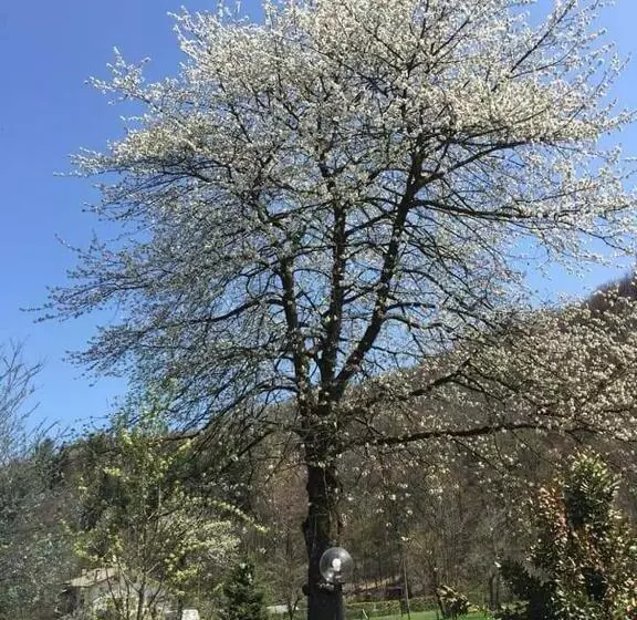 Aamiaismajoitus (B&B) Il Ciliegio Di Lurisia