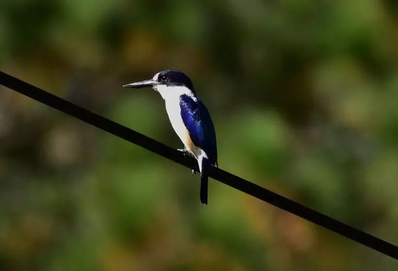 Hotelli Starry Nights Luxury Camping