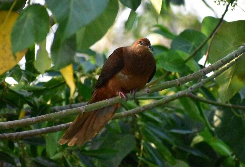 ホテル Starry Nights Luxury Camping