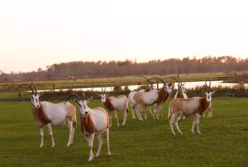 Отель Holiday Inn Express & Suites Lakeland South By Ihg