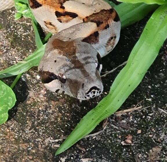 هتل Cabinas El Muellecito