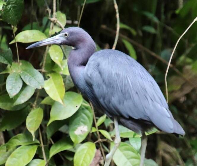 هتل Cabinas El Muellecito