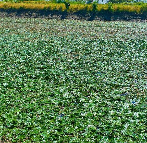 استراحتگاه Rooster Mekong Garden & Villas