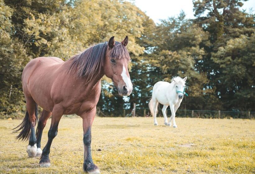 مبيت وإفطار Rathescar Grove