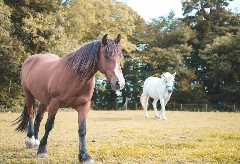 Aamiaismajoitus (B&B) Rathescar Grove