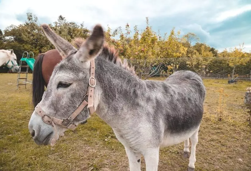 Aamiaismajoitus (B&B) Rathescar Grove