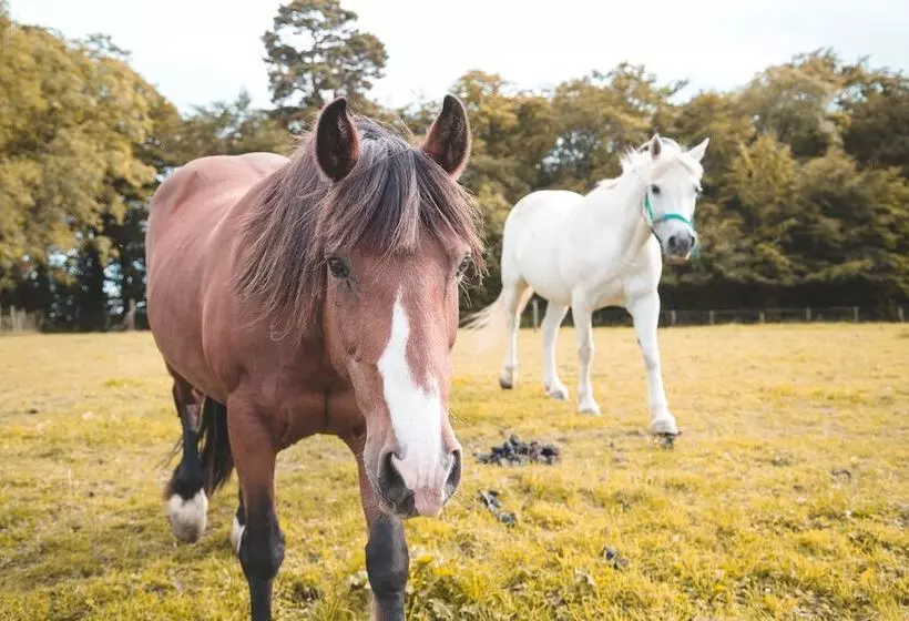 Aamiaismajoitus (B&B) Rathescar Grove