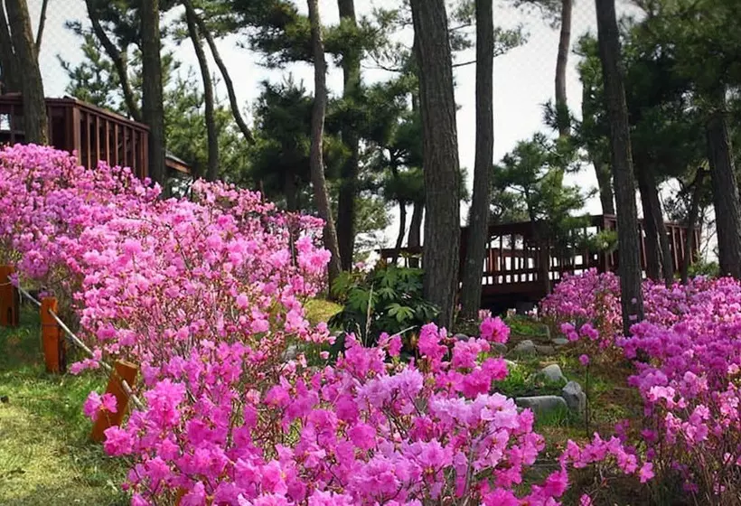 Petit Maison Pension