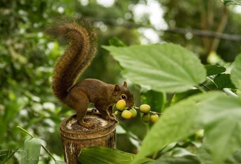 Pension (Hôtel basse catégorie) Pousada E Mergulho Dolce Vita