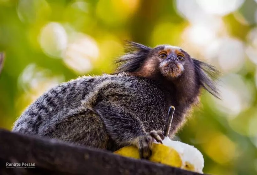 Majatalo Pousada E Mergulho Dolce Vita
