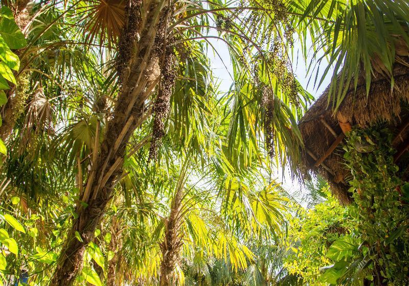 Holbox Deluxe Apartments