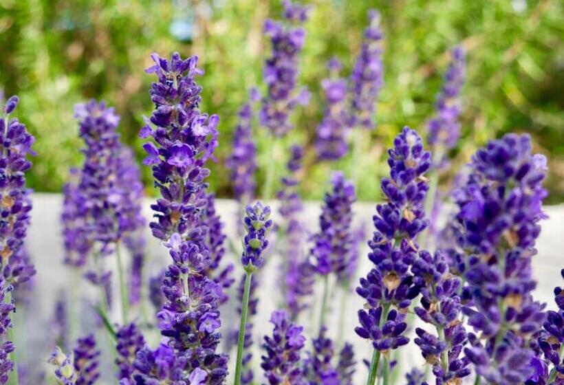 Aston Road Villa Bed & Breakfast