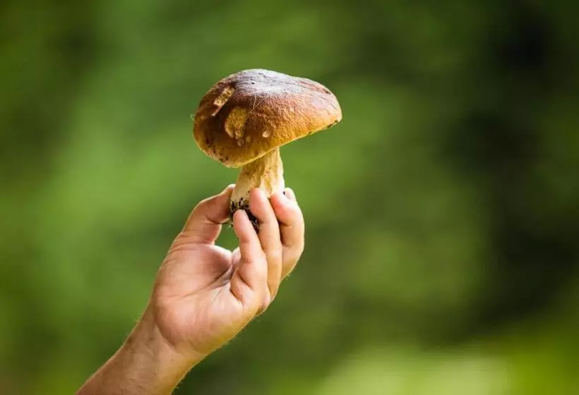 Majatalo Penzion Pod šerákem