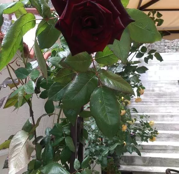 پانسیون Guest House Gurkov