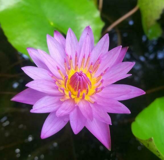 پانسیون Pearl House Resort