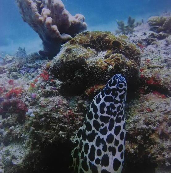 פנסיון Dinoyin Bungalows