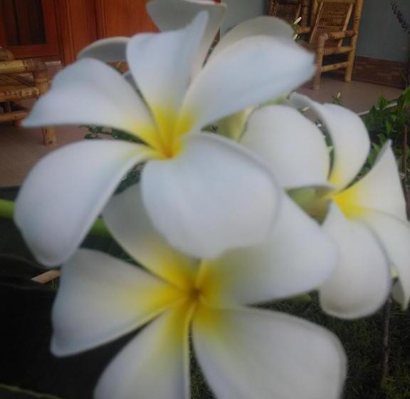 פנסיון Dinoyin Bungalows