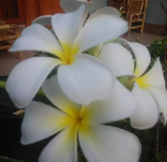 ペンション Dinoyin Bungalows