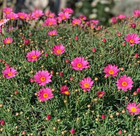 Majatalo Senteurs Du Maquis