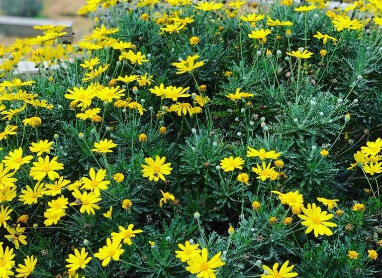 Пансион Senteurs Du Maquis