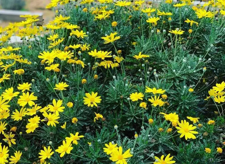 Majatalo Senteurs Du Maquis