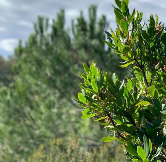 Пансион Senteurs Du Maquis