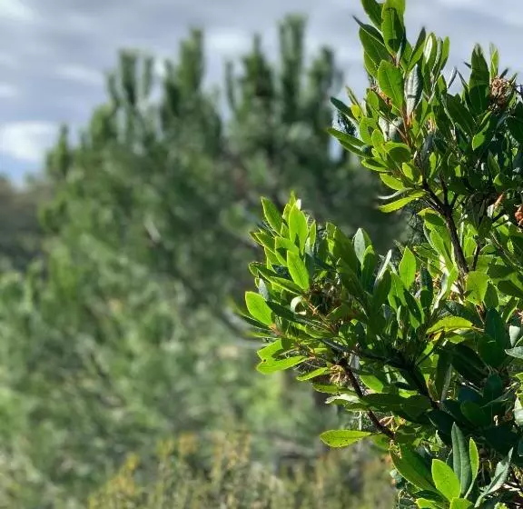 Majatalo Senteurs Du Maquis