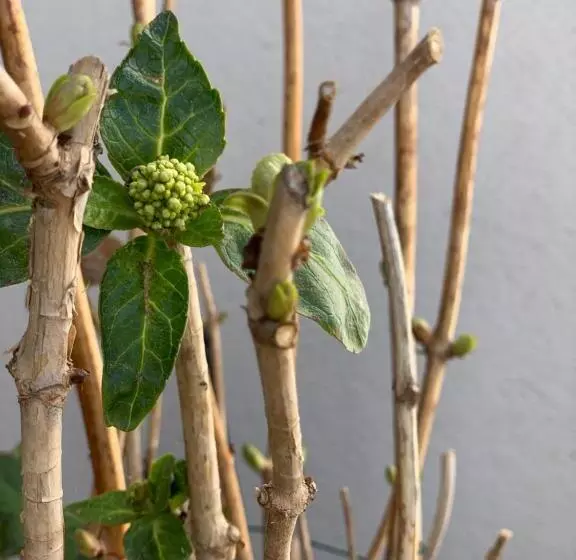 Majatalo Senteurs Du Maquis