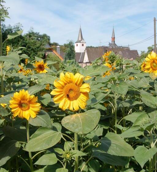 Pension Auf Der Olk Mit Röpertsmühle