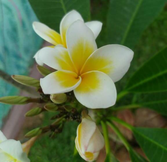 Resort Colours Of Life Home