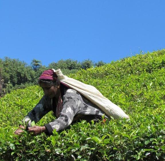 Pensión Jungle Tide