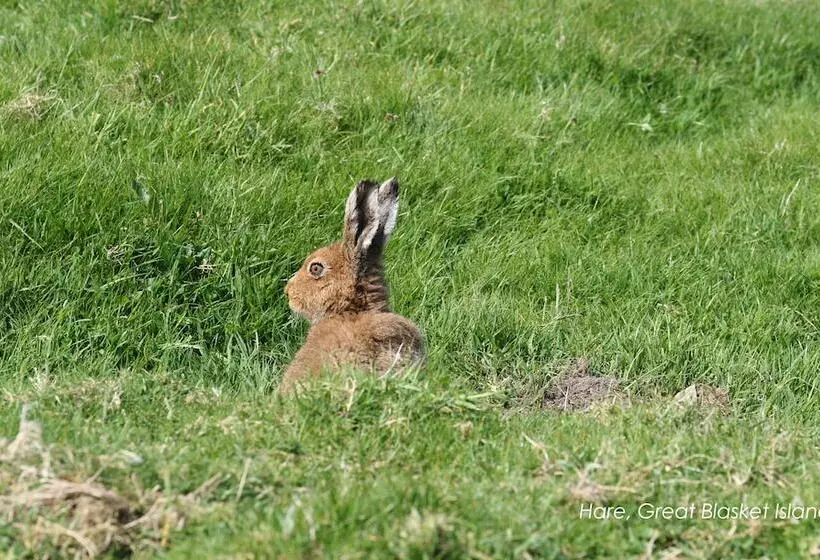 Hotelli Great Blasket Island Accommodation