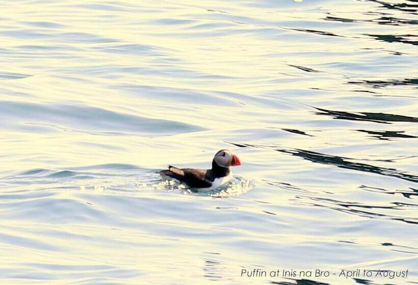 בית מלון כפרי Great Blasket Island Accommodation