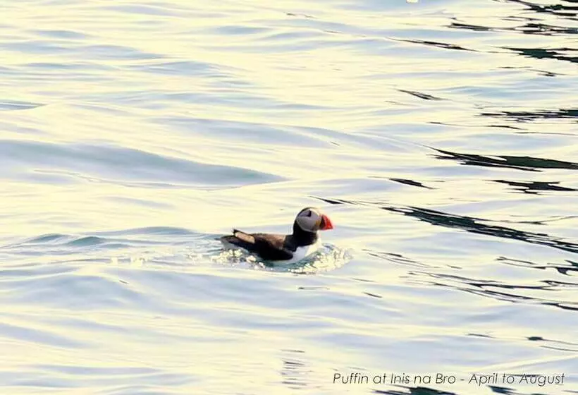 Hotelli Great Blasket Island Accommodation