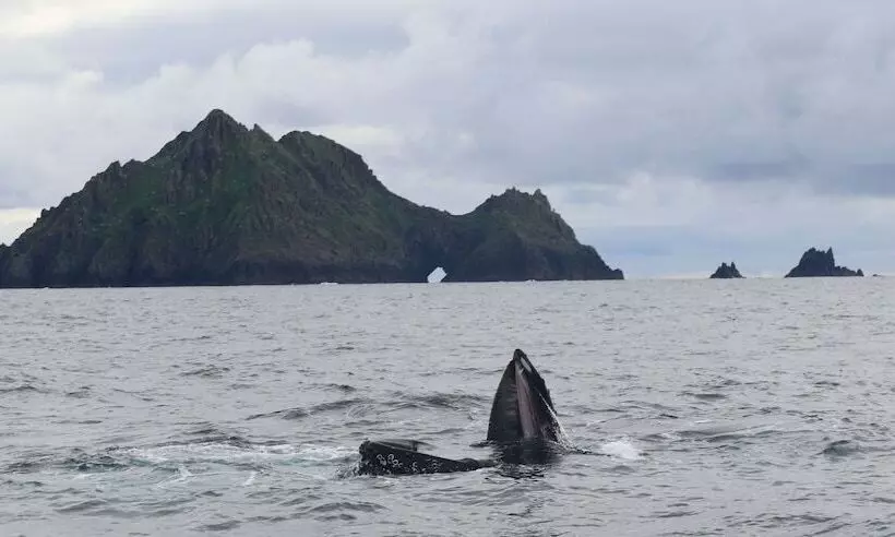 Hotelli Great Blasket Island Accommodation