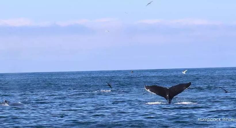 Hotelli Great Blasket Island Accommodation